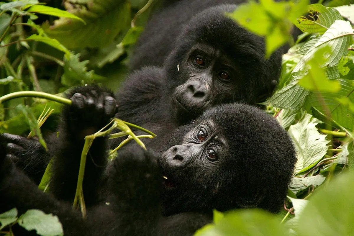 3 Day Trek gorillas in Uganda from Rwanda.jpg