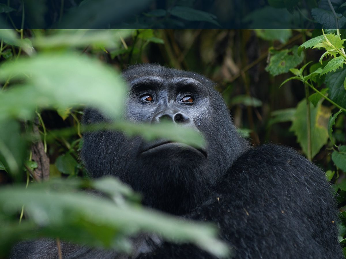 4 Day affordable Uganda gorilla tour from Rwanda.jpg