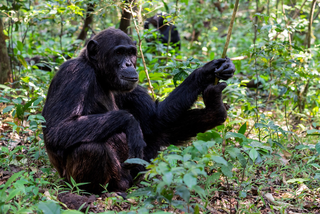4-Day Primates Safari of Gorillas and Chimpanzees.jpg