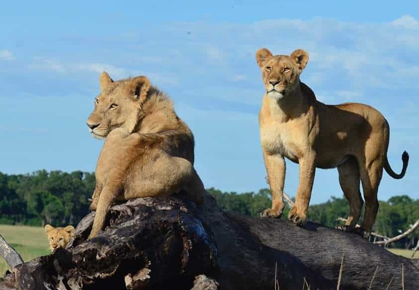 5-Day African Safari Tanzania Northern Circuit.jpg