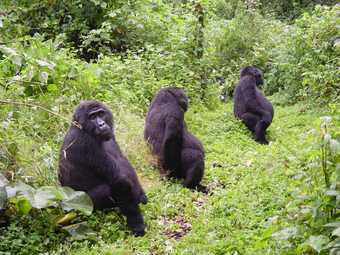 6 Day Experiences Primates on Uganda Safari Trip.jpeg