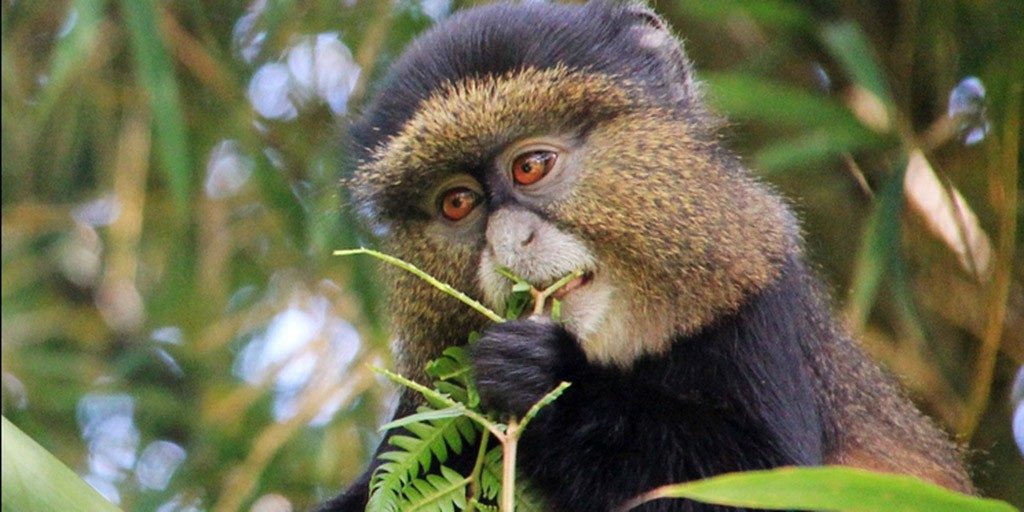 7 Day Rwanda Uganda Safari Tour for Primates.jpg