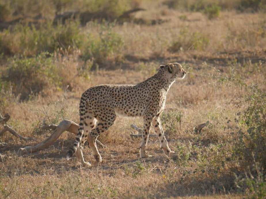 Best 5 Safari Destinations for Kenya Safaris and Tours.jpg