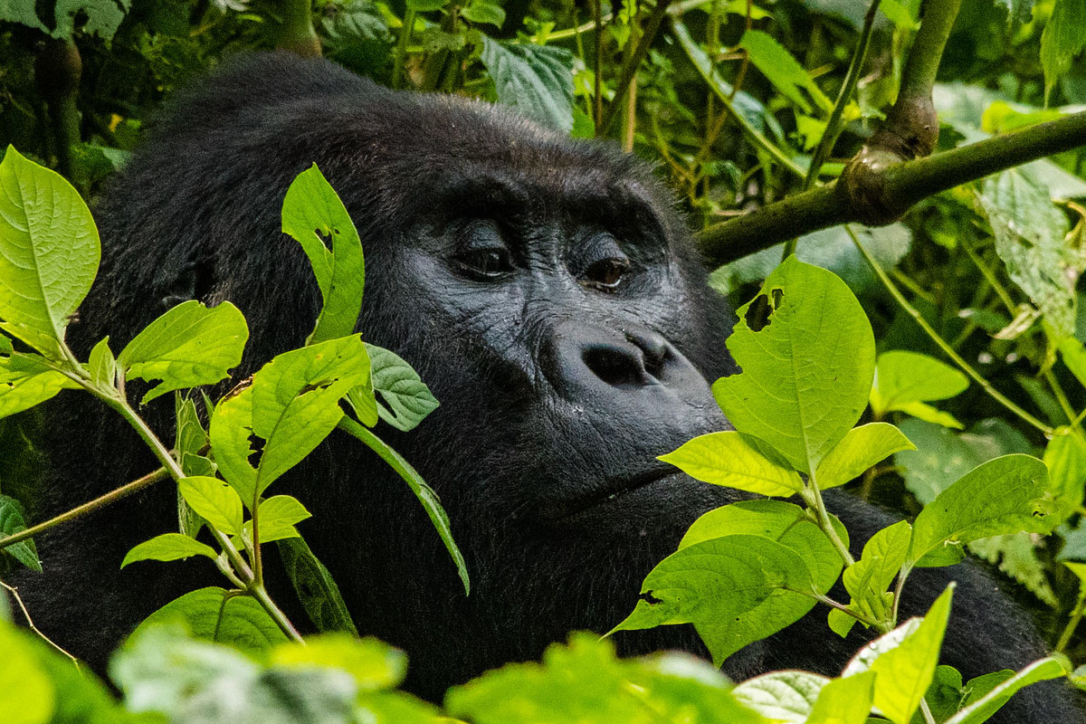 Best 7 Primate Special Packages on Rwanda Primate Safari.jpg