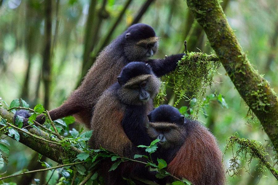 Best 7 Rwanda Safari Packages Covering Gorillas and Golden Monkeys.jpg