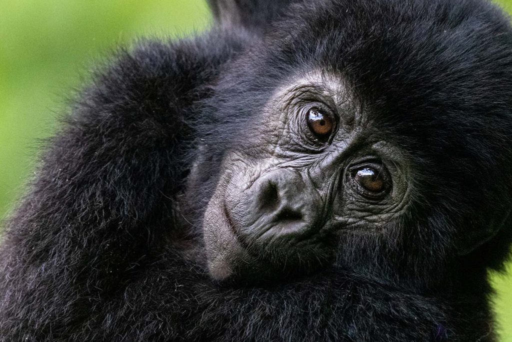Best 8 Solo Rwanda Safari Tours Activities.jpg