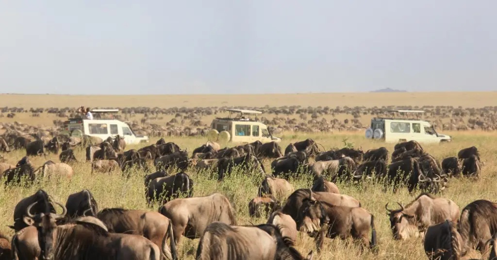 Best 9 reasons for visiting Tanzania safari parks.jpg