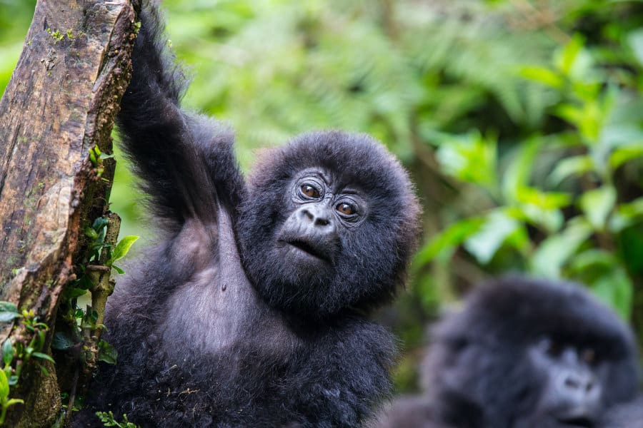 Best Health and Safety Tips as You Trek Gorillas in Rwanda.jpg