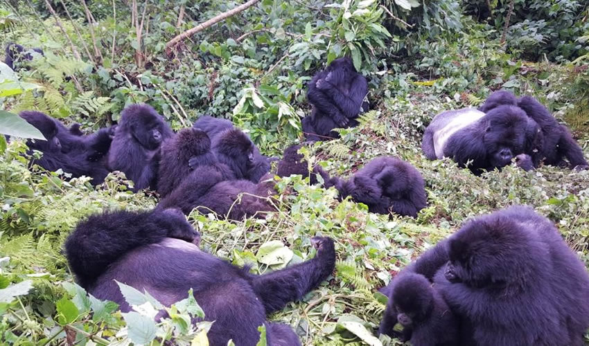 Best Includes for Rwanda Gorilla Safaris.jpg
