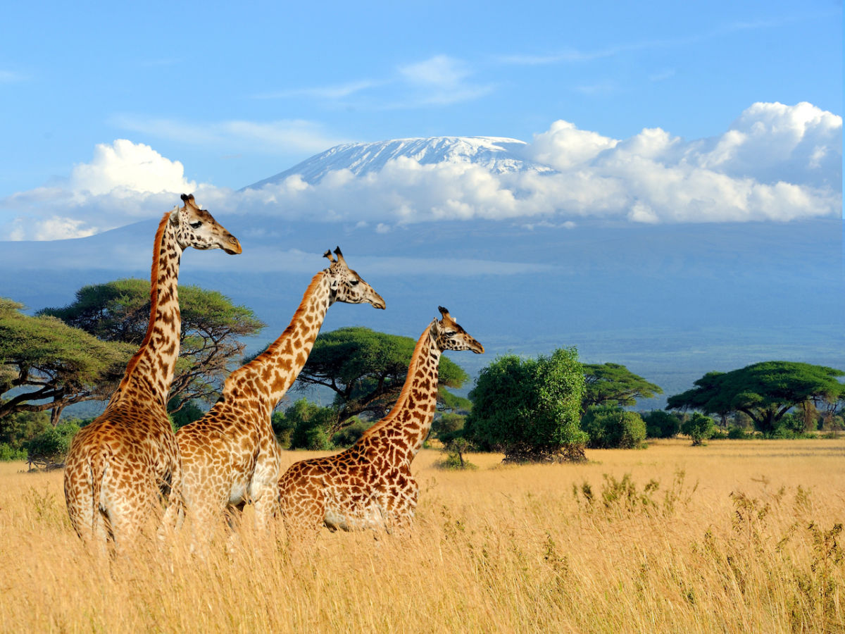 Best of Best Places to Visit on Kenya and Tanzania Safaris.jpg