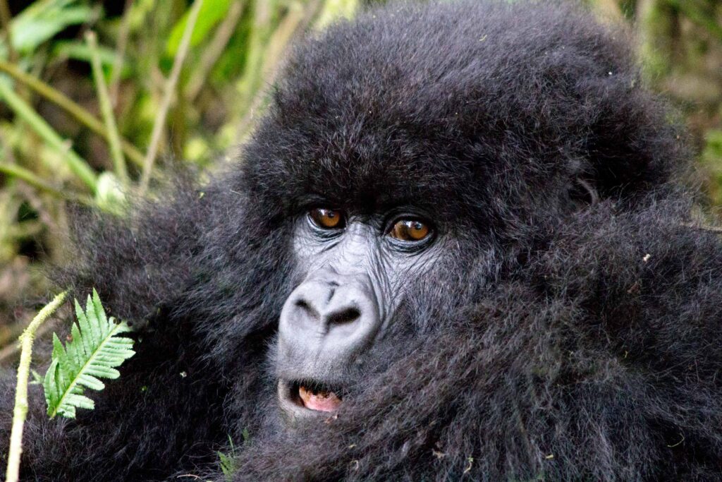 Best Reasons Why Rwanda Gorilla Trekking is Famous.jpg