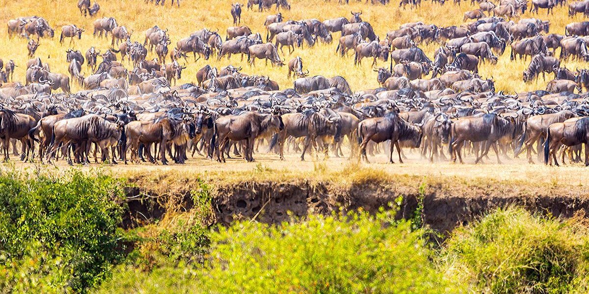 Best time to do a Masai Mara national park safari.jpg