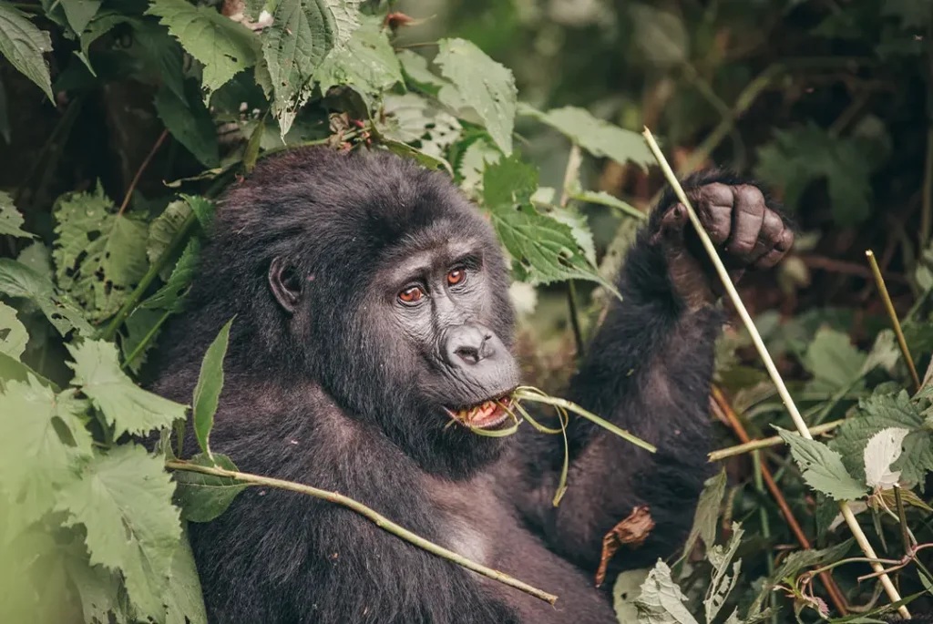 Best Time to See Gorillas in Rwanda with No Rain.jpg