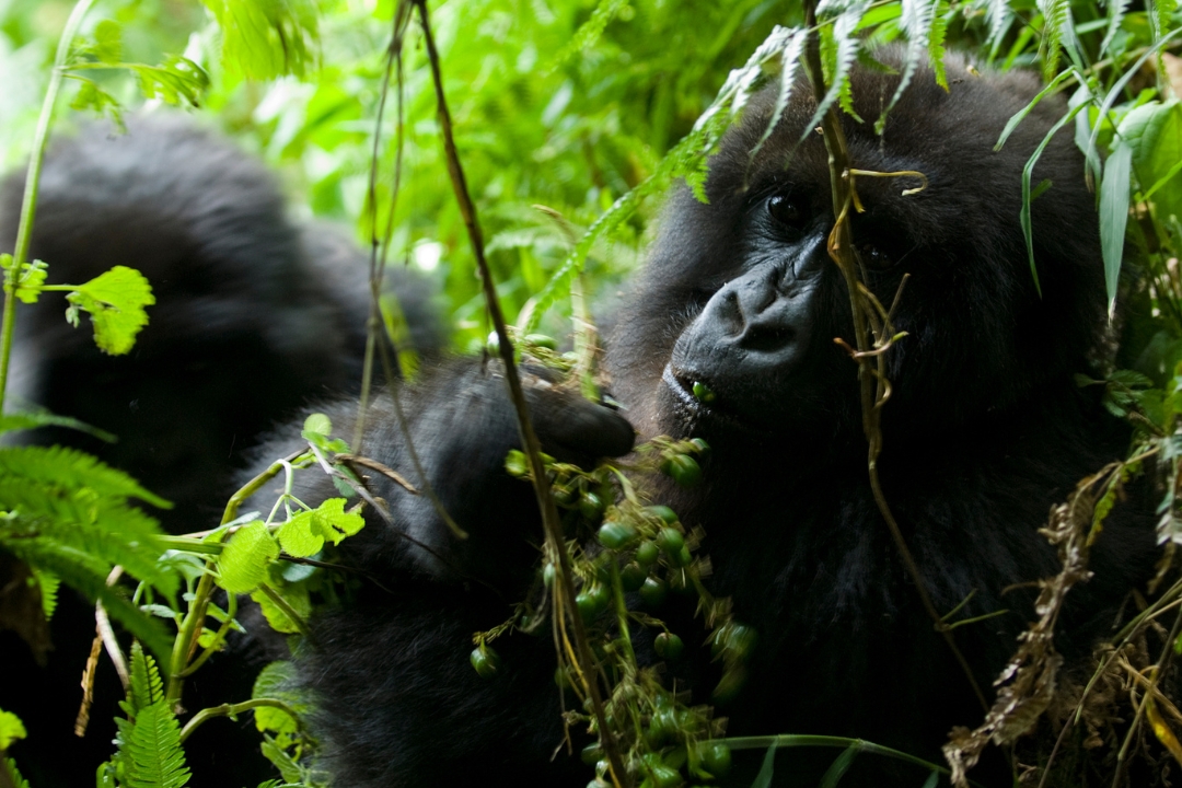 Best tips for best Rwanda gorilla treks.jpg