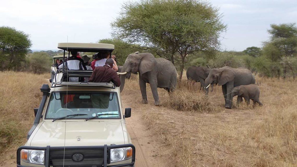 Best Tips for Choosing Best Tour Operator for African Safari Tanzania.jpg