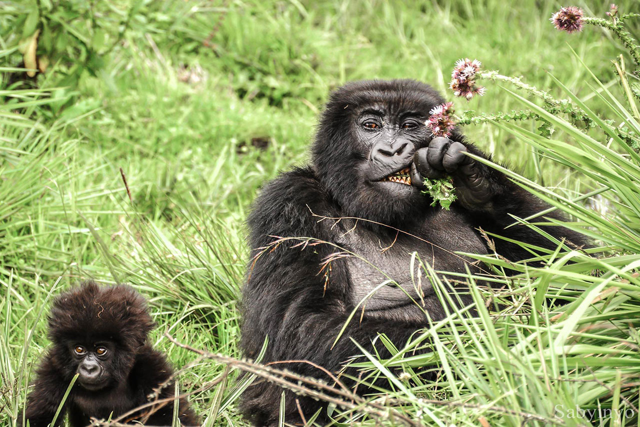 Best Tips for Rwanda Gorilla Safari Trip.jpg