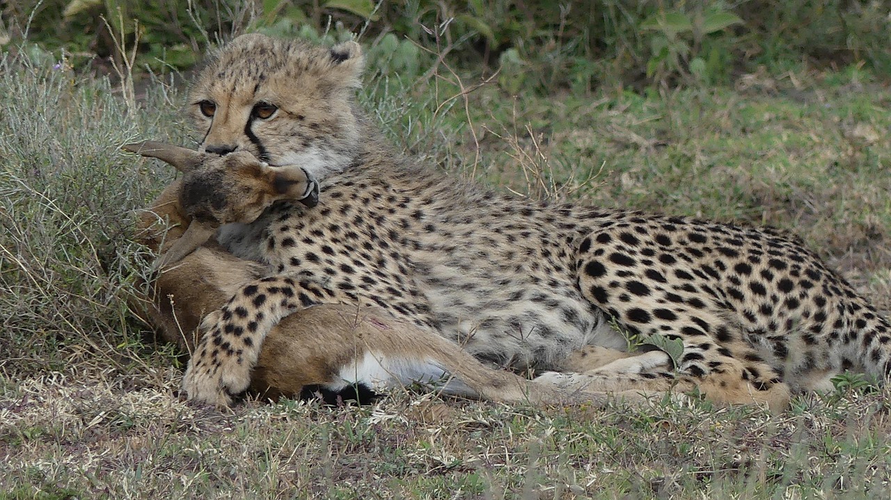 Best Tips for Tanzania Zanzibar Tour for First-Time Visitors.jpg