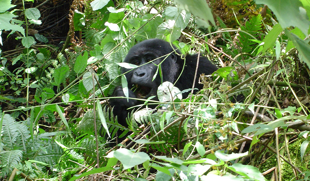Cheapest Gorilla Permit Advantage on Uganda Gorilla Tours.jpg