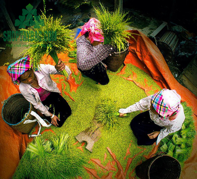 Cốm xanh khô Tây Bắc.png