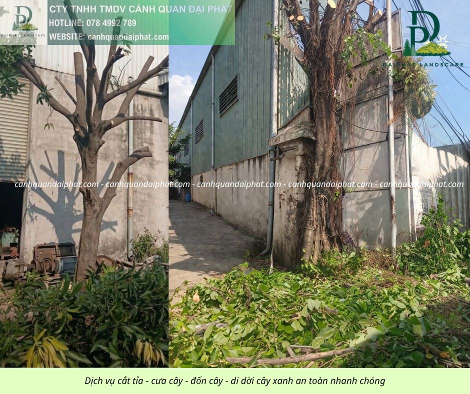 Cưa cây - đốn cây - di dời cây 050429 2.jpg