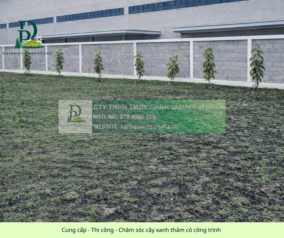 Cung cấp thi công chăm sóc cây xanh thảm cỏ công trình Đồng Nai  070326 3.jpg