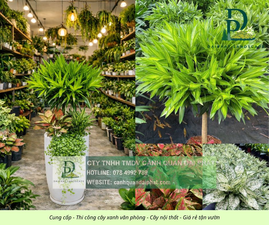 Cung cấp thi công chăm sóc cây xanh văn phòng  200426 7.jpg