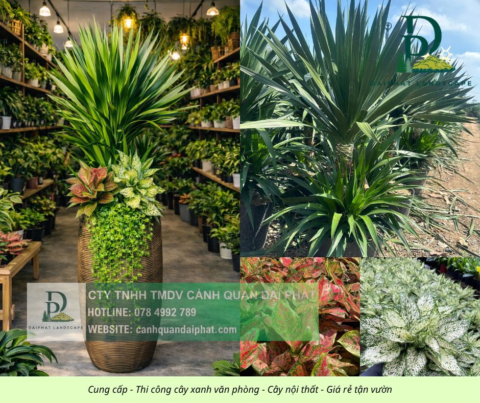 Cung cấp thi công chăm sóc cây xanh văn phòng  200426 8.jpg