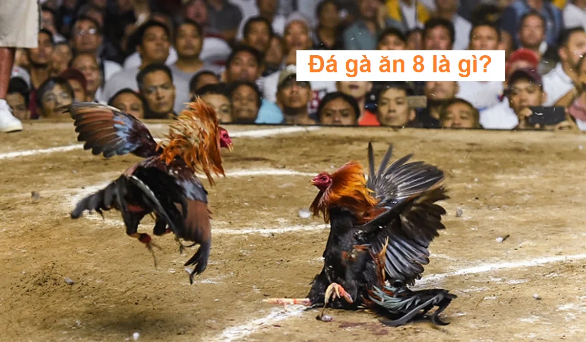 da-ga-an-8-la-gi.jpg