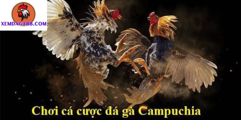 da-ga-campuchia-2.jpg