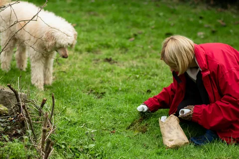 dog poop cleanup 3.webp