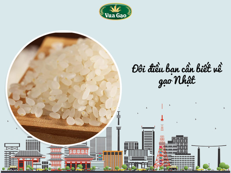 GẠO_NHẬT_JAPONICA.jpg