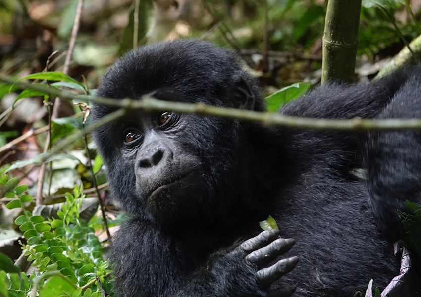 How Many Days Are Enough for a Uganda Primate Safari12.jpg