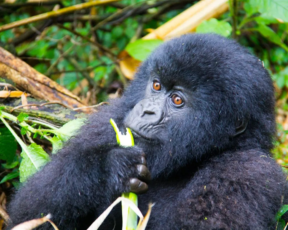 How much is a short Rwanda gorilla safari.webp