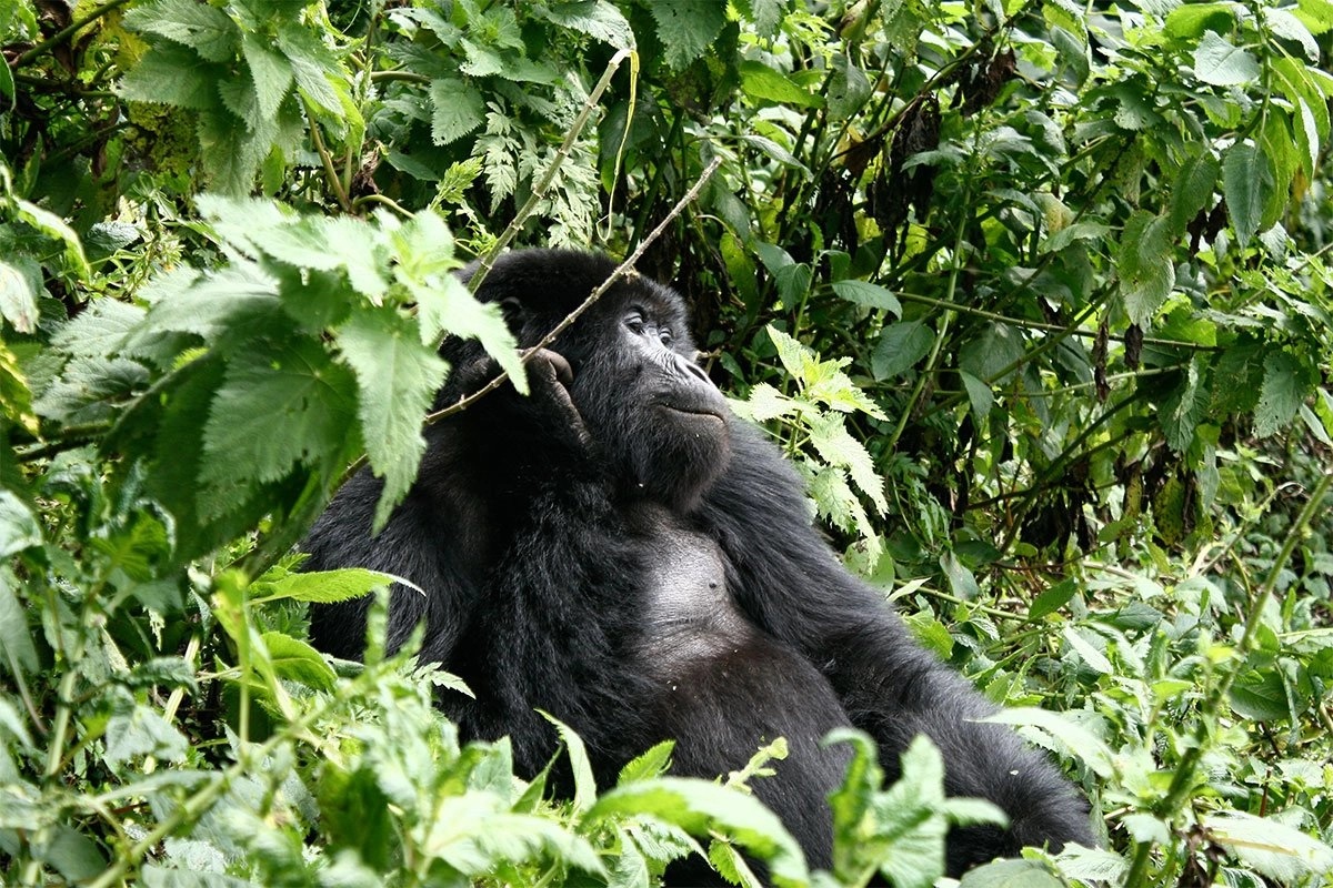 How to Book a Gorilla Permit for Gorilla Trekking Rwanda.jpg