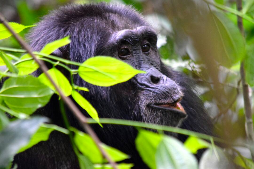 Is Rwanda gorilla trek better than Uganda gorilla safari1.jpg