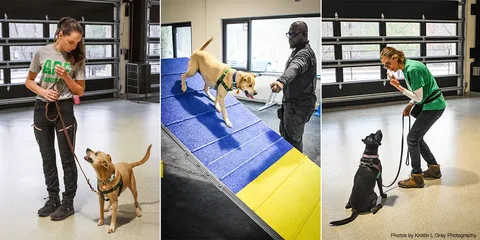 Obedience Dog Training Service 2.webp