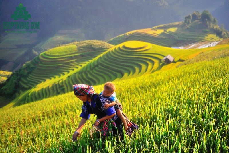Ruộng bậc thang Trạm Tấu, Yên Bái.png