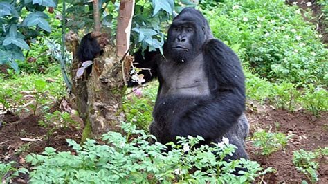 The Gorilla Rules During Visit Gorillas in Africa Rwanda.jpg