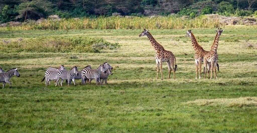 Tips for choosing best safari in Tanzania.jpg