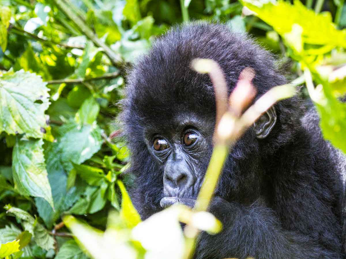 Top 10 Activities on a Combined Rwanda and Uganda Safari.jpg