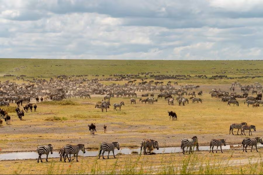 Top 10 Things to Expect in Tanzania Safari Parks.jpg