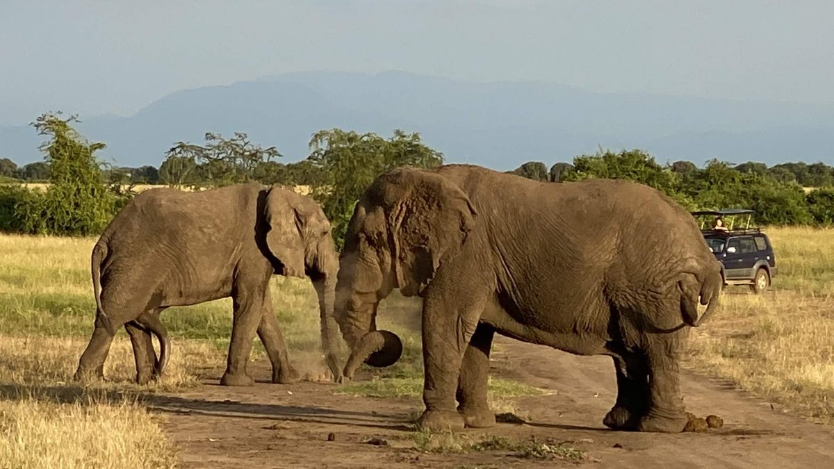 Top 5 Best Animals You Must Visit on Rwanda Safari Tours.jpeg