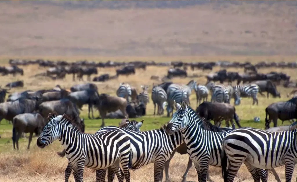 Top 5 Events Not to Miss on Tanzania Safari Tours.jpg