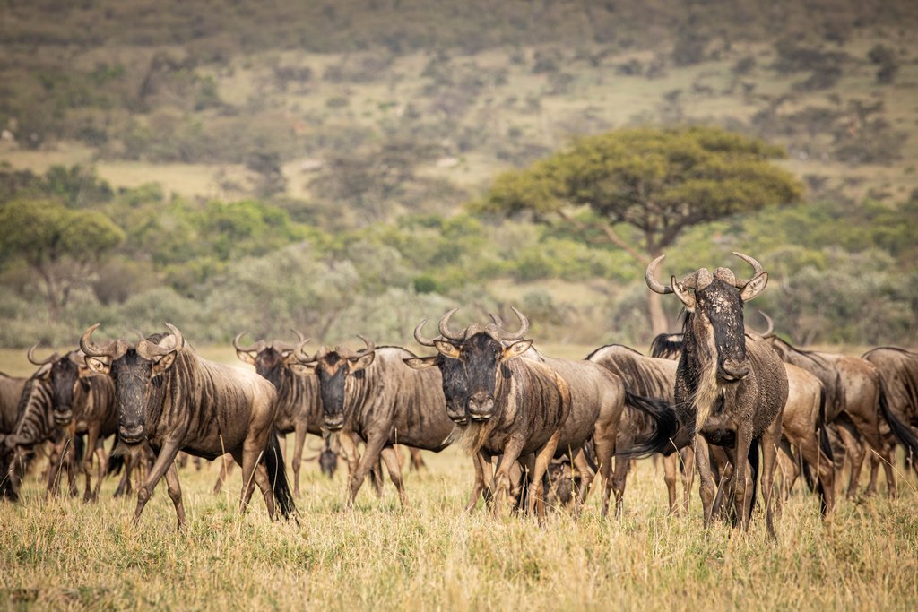 Top 5 Rated Kenya Safari Experiences Now.jpg