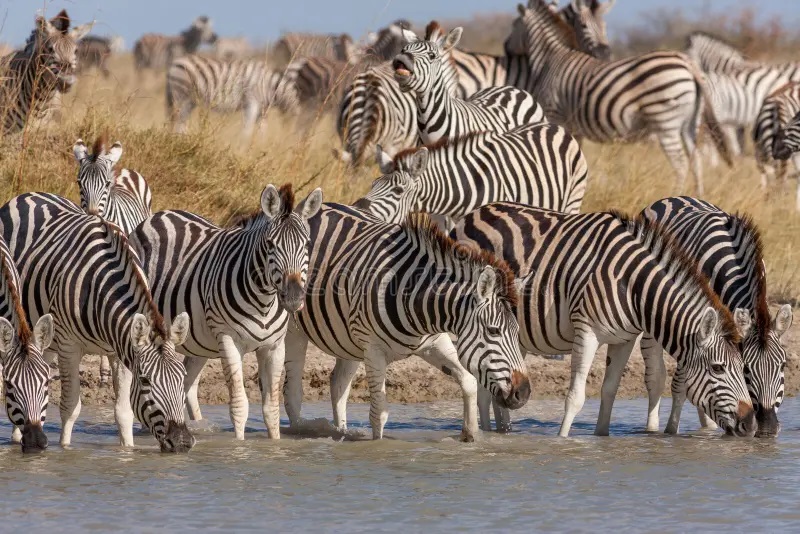 Top 7 Reasons to Experience Botswana's Zebra Migration on African safari.jpg