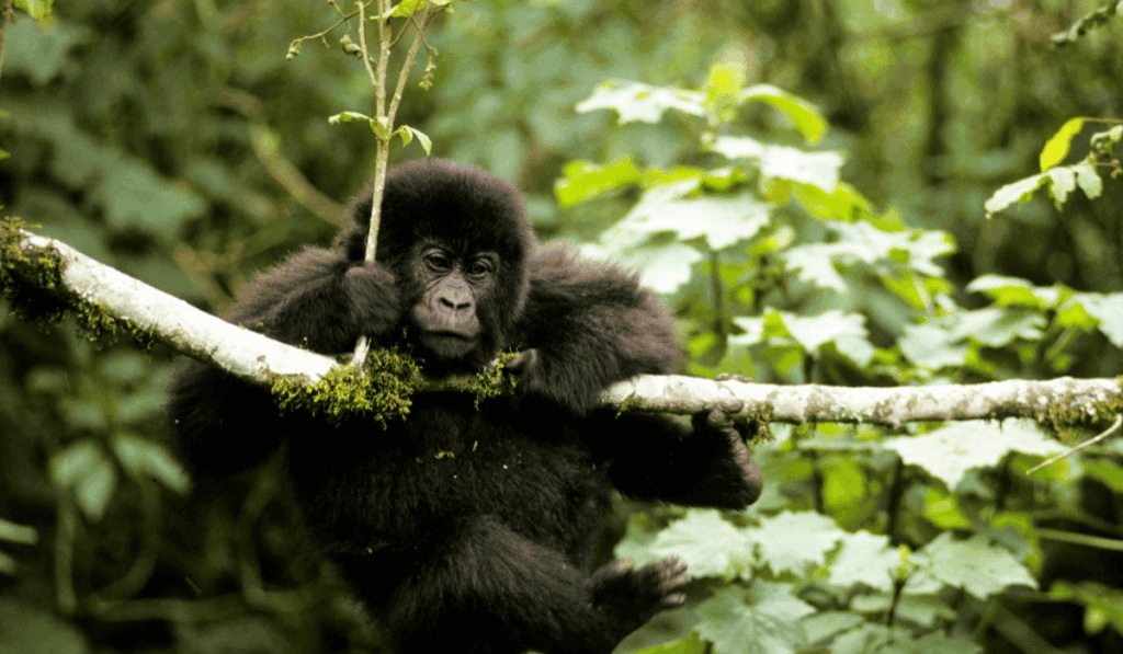 Top 8 Tips for a Successful Gorilla Trekking Rwanda on Trekking Day.jpg