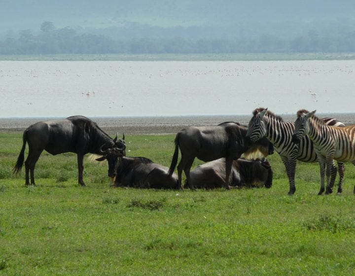 Top 8 Tips for Combining Best Tanzania Safaris in a Single 7-Day Tour.jpg