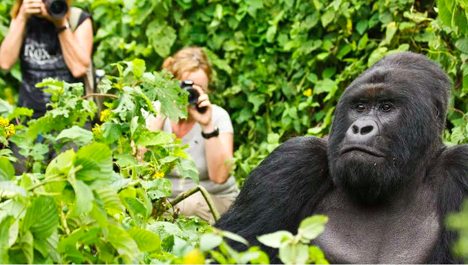 Top Things to Consider for Rwanda Gorilla Trek.png