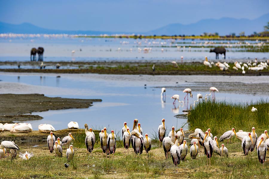 Top Things to Do on Tanzania Safaris and Tours in Lake Manyara Park.jpg