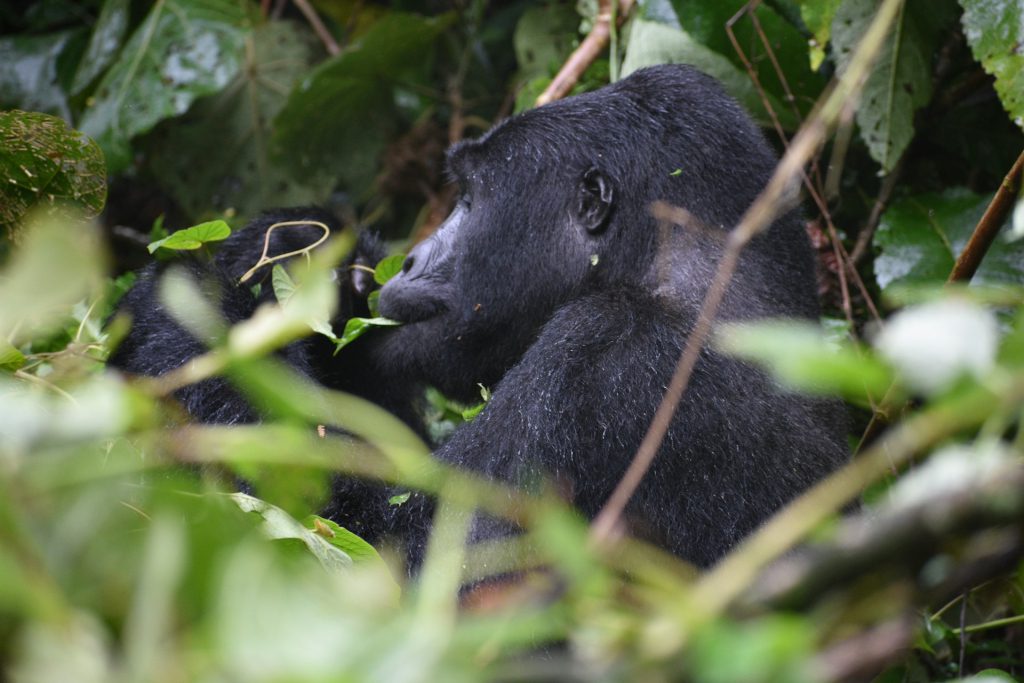 Top Tips for Budget Gorilla Trekking in Rwanda Safari.jpg